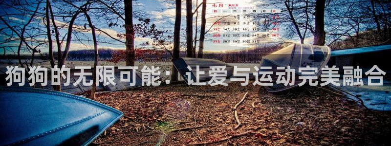 fb体育平台注册要钱吗:狗狗的无限可能:让爱与运动完美融合